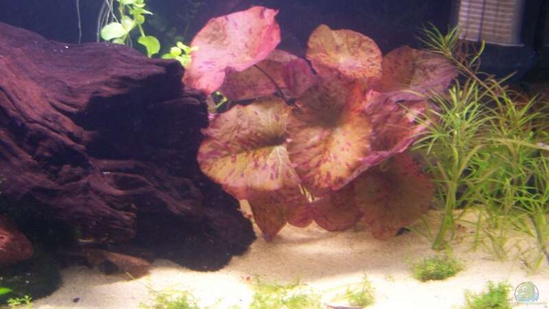 Pflanzen im Aquarium Becken 10592 von Dani B (2)