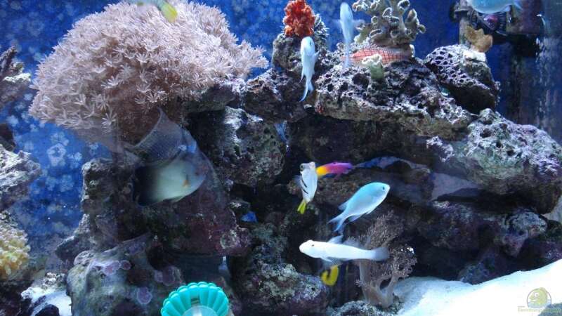 Aquarium Becken 10686 von enemey (4)