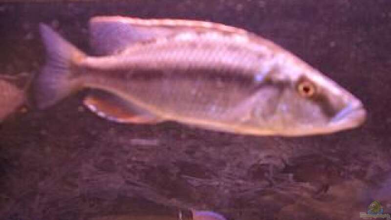 Einrichtungsbeispiele für die Haltung von Dimidiochromis compressiceps (Messerbuntbarsch) im Aquarium  - Dimidiochromis-compressicepsaquarium