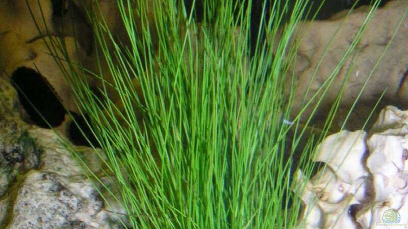 Pflanzen im Aquarium Becken 10690 von aquamax (3)
