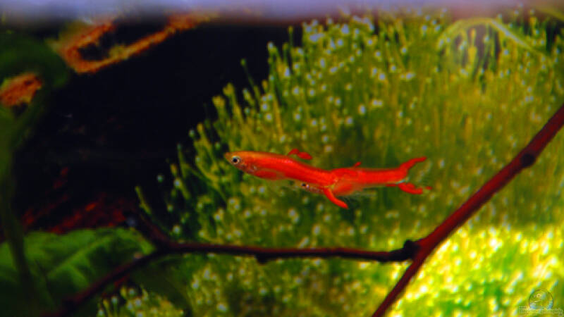 Der Endlerguppy und eine seiner Zuchtformen