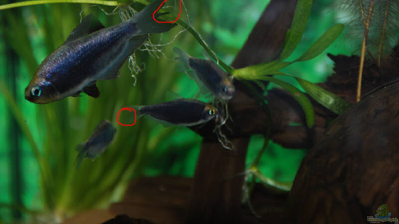 Artvorstellung: Der Kaisersalmler (Nematobrycon palmeri)