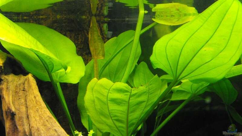 Pflanzen im Aquarium Becken 10738 von -serok- (7)