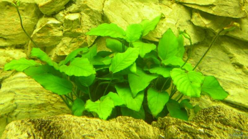 Pflanzen im Aquarium Räuber aus dem Werder.... ähmm Malawisee von Wesermalawi (10)