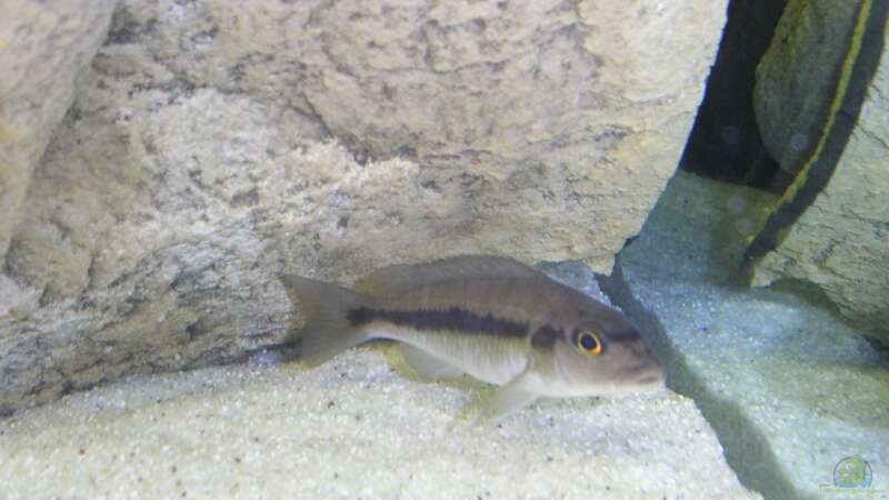 Taeniochromis holotaenia Weib von Wesermalawi (50)