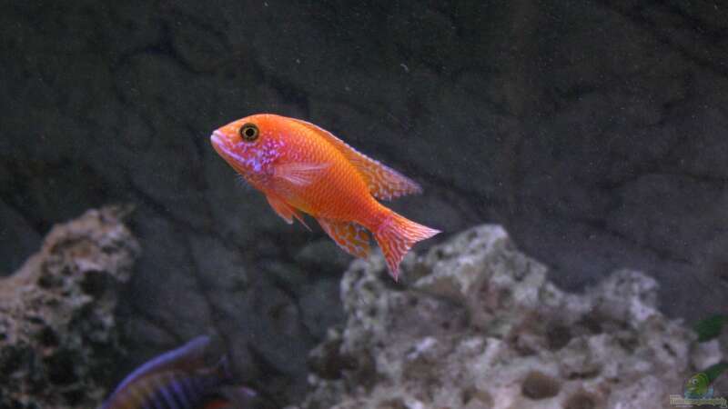 Aulonocara Firefish - Männchen von Roland Figura (10)