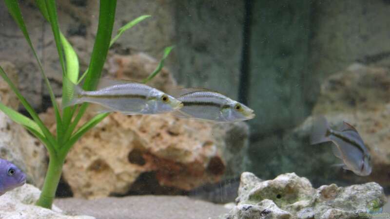 Dimidiochromis compressiceps - Jungtiere von Roland Figura (13)