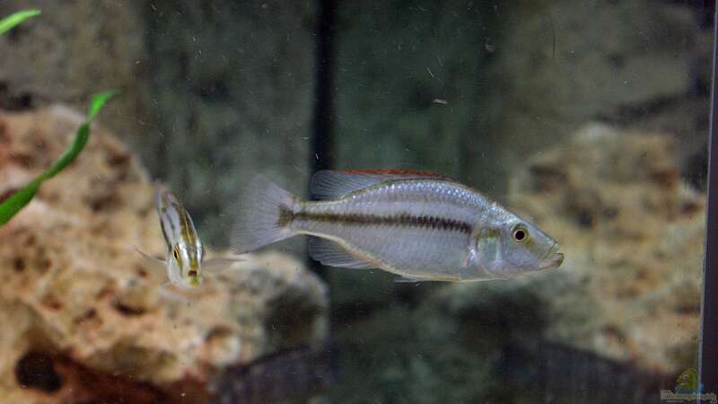 Einrichtungsbeispiele für Aquarien mit Dimidiochromis-Arten aus dem Malawisee  - Dimidiochromisaquarium
