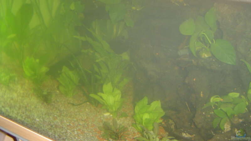 Pflanzen im Aquarium Becken 1 von Bulldog1112 (7)