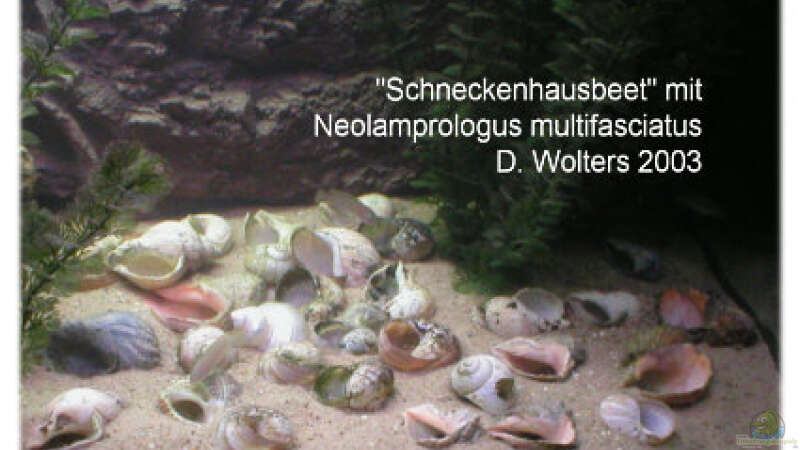 Dekoration im Aquarium Becken 108 von Dirk A. Wolters (3)