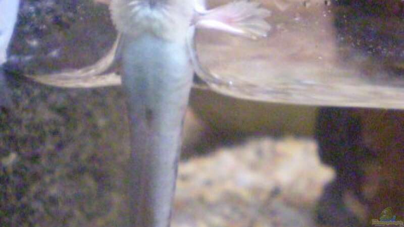 Fischportrait: Indischer Zwergschlammspringer