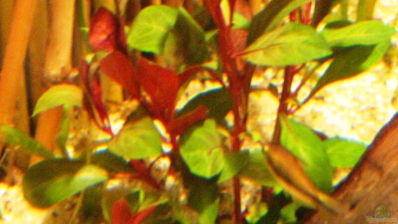 Pflanzen im Aquarium Becken 10861 von Me)-(@niC ©® (13)