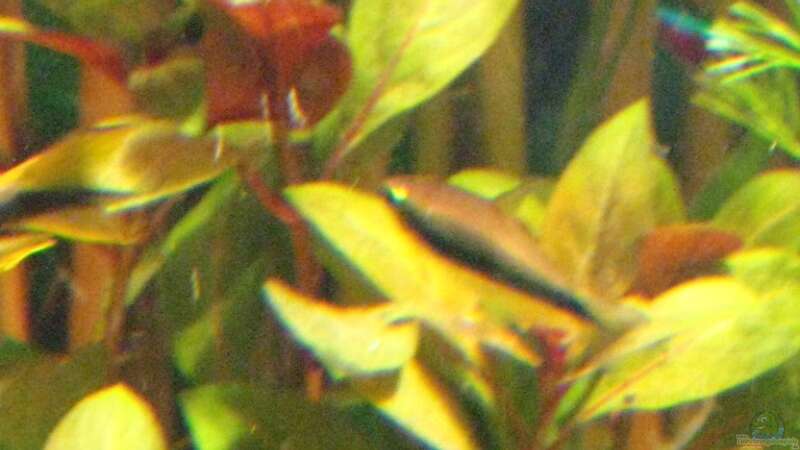 Pflanzen im Aquarium Becken 10861 von Me)-(@niC ©® (14)