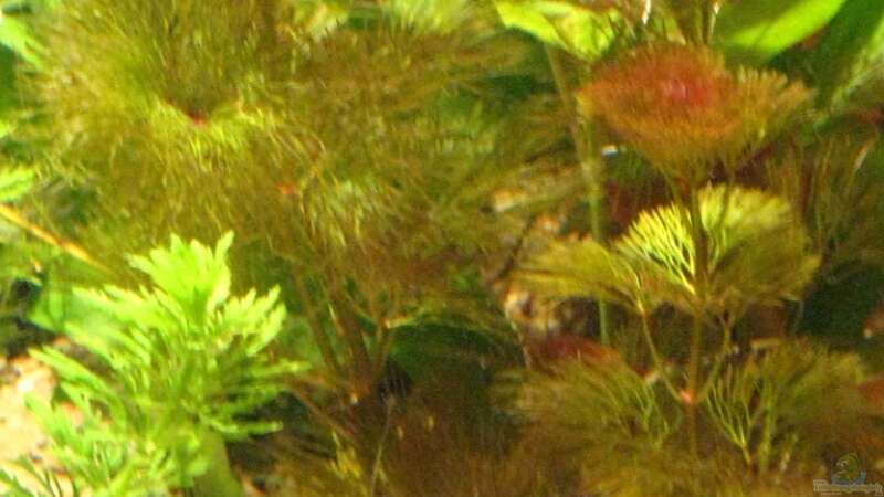 Pflanzen im Aquarium Becken 10861 von Me)-(@niC ©® (16)