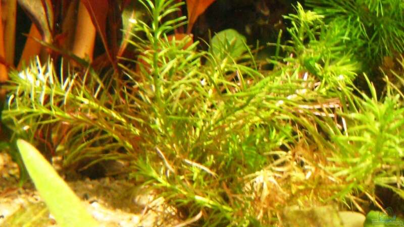 Pflanzen im Aquarium Becken 10861 von Me)-(@niC ©® (17)