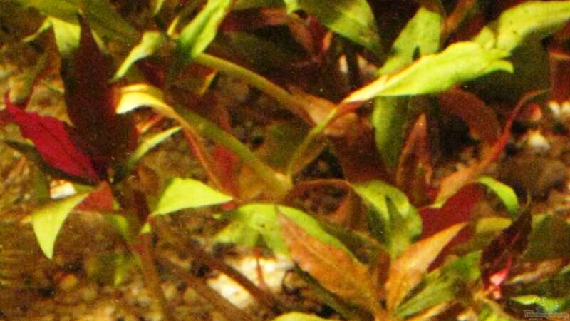Pflanzen im Aquarium Becken 10861 von Me)-(@niC ©® (18)