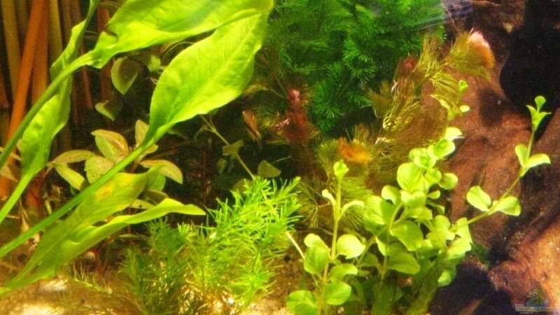 Pflanzen im Aquarium Becken 10861 von Me)-(@niC ©® (7)