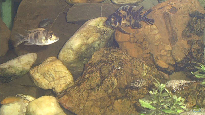 Besatz im Aquarium Becken 109 von Silvano Erjavec (16)
