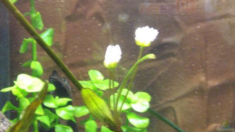 Echinodorusblüte unter Wasser von Oliver Bartels (8)