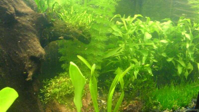 Pflanzen im Aquarium Becken 10927 von Oli (3)