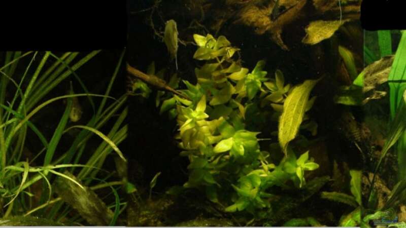 Pflanzen im Aquarium Südamerika-WG von Fat Tony (11)