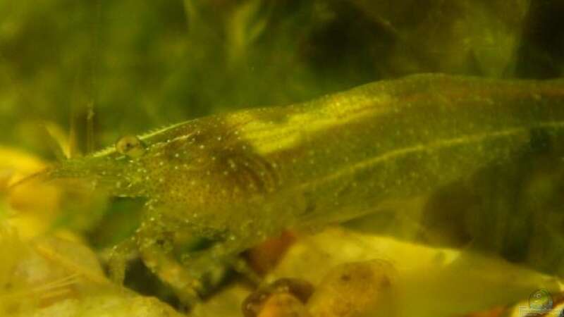 Aquarien mit Caridina cf. babaulti (Grüne Zwerggarnele)  - Caridina-babaultiaquarium