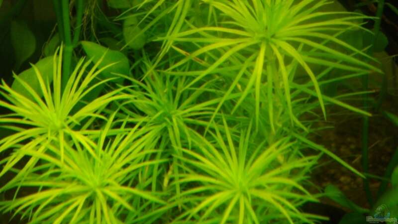 Pflanzen im Aquarium Becken 10939 von Freibel (10)