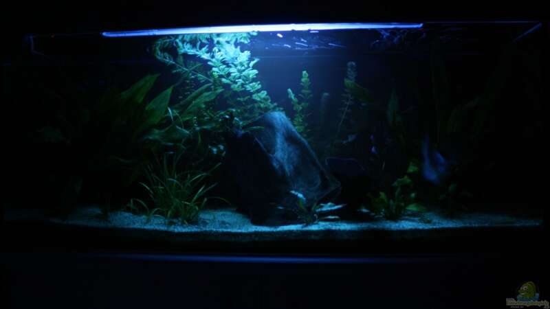 Aquarium bei nacht aufgezeichnet am 22.11.08 von Freddy (3)