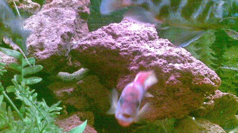 Labidochromis Hongi red top von dimmifan (9)