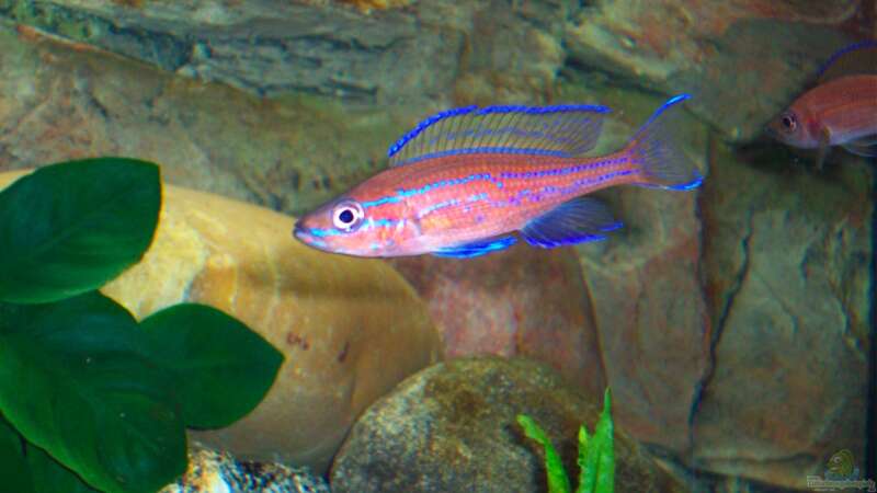 noch ein Bock Paracyprichromis nigripinnis ´blue neon´ von Ollinger (8)
