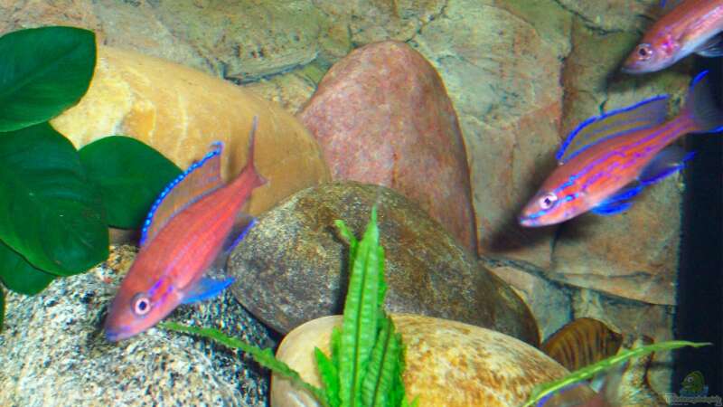Paracyprichromis nigripinnis ´blue neon´ von Ollinger (6)