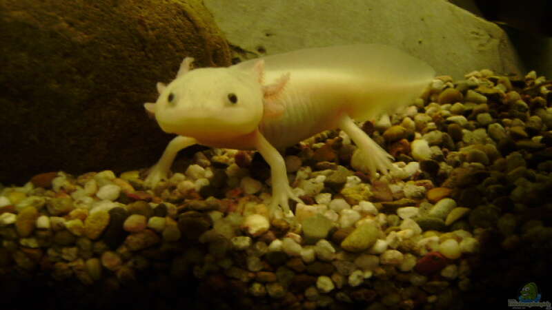 Axolotl (weißling, Weibchen) von Michael Glaser (2)