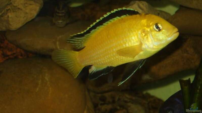 Labidochromis caeruleus spec.yellow mann von Esslinger (40)