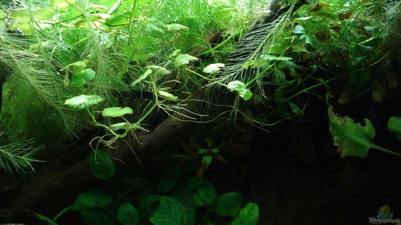 Pflanzen im Aquarium Betta Imbellis (BECKEN NICHT MEHR IN BETRIEB) von Laura (14)