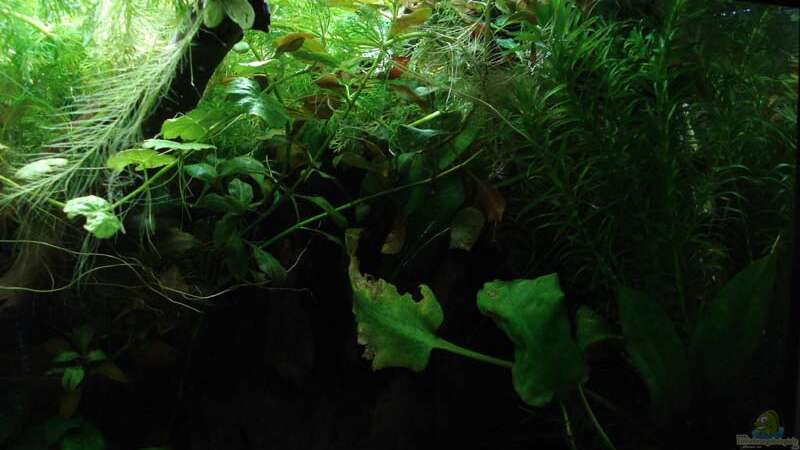 Pflanzen im Aquarium Betta Imbellis (BECKEN NICHT MEHR IN BETRIEB) von Laura (15)