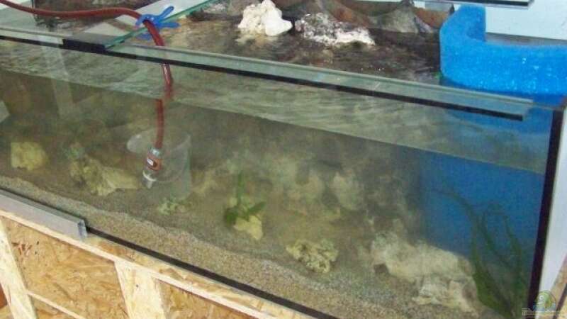 Aquarium Becken 11069 von Andy Hurm (11)