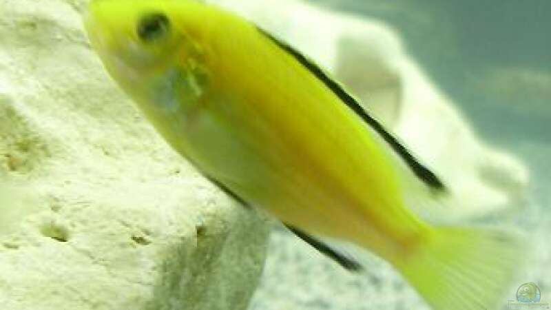 Labidochromis Yellow von Frank S. (14)