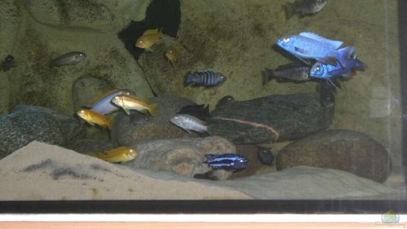 Besatz im Aquarium Becken 11118 von Republic of Lake Malawi (6)