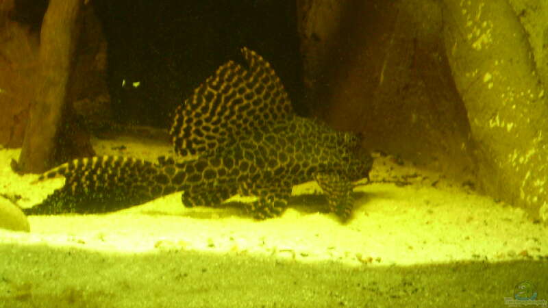 Pterygoplichthys pardalis im Aquarium halten (Einrichtungsbeispiele für Leopard-Segelschilderwelse)