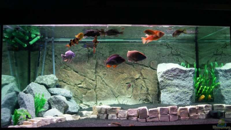 Aquarium Becken 11140 von Padi (4)