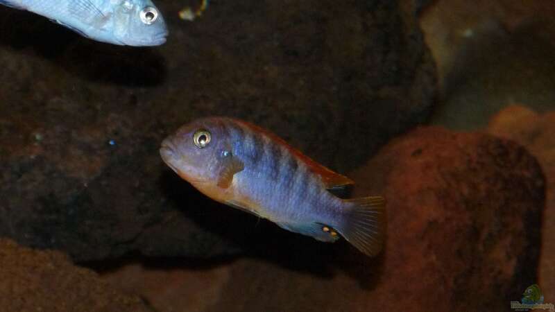 Einrichtungsbeispiele für Aquarien mit Labidochromis sp. "hongi"  - Labidochromis-hongiaquarium