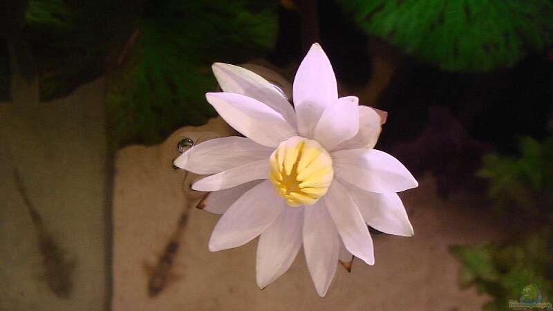 Lotusblüte von Grobi (13)
