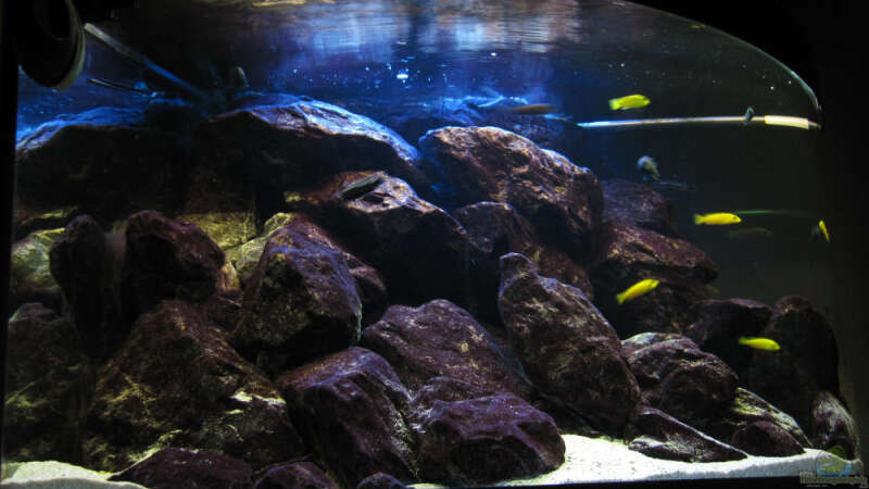  Aquarium am 21.01.2010