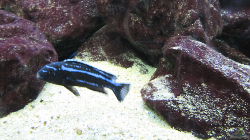 Melanochromis Weibchen 21.01.2010 von THORS10 (27)