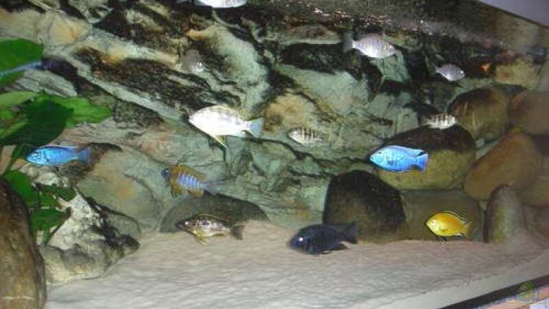 Aquarium Becken 11236 von Northernlights (5)