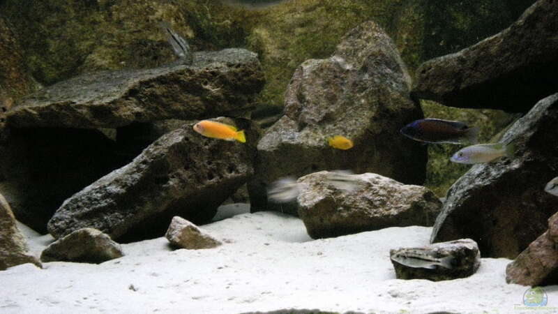 Dekoration im Aquarium Becken 11245 von di Stefano (7)