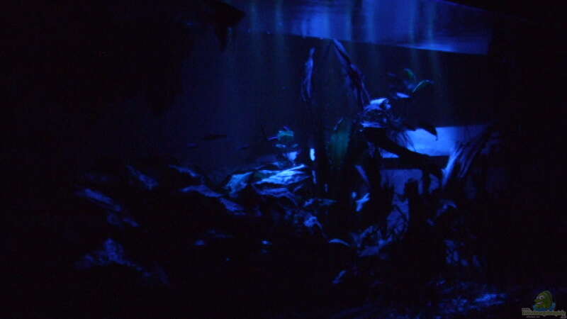 Aquarium Becken 11316 von Frank Broneske (6)
