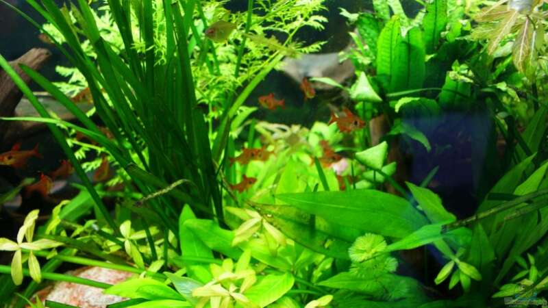 Pflanzen im Aquarium Becken 11336 von lod (15)