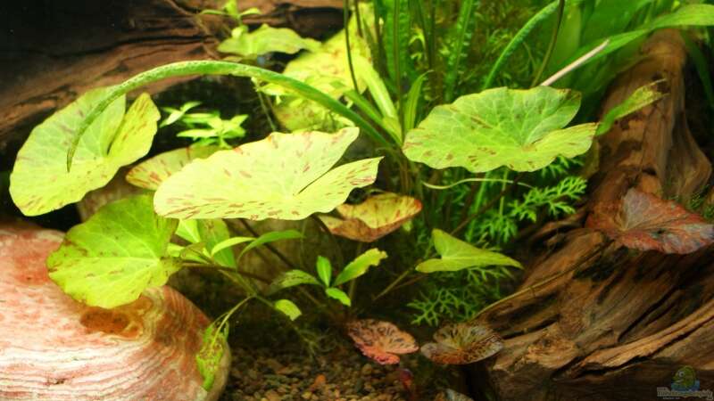 Einrichtungsbeispiele für Aquarien, die mit Tigerlotus (Nymphaea lotus) bepflanzt sind