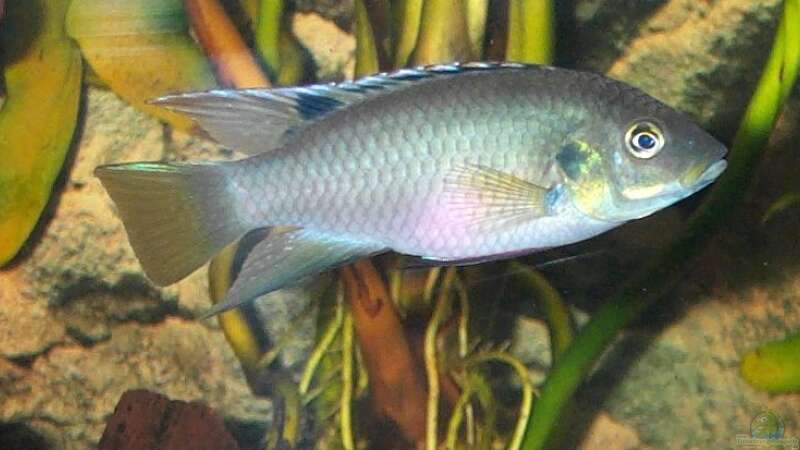 Benitochromis nigrodorsalis von Misanthrop (11)